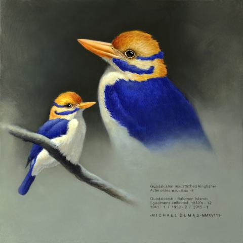 Guadalcanal Moustached Kingfisher by AFC