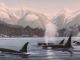 Coastal Harmony | Wallhanging by Luke Raffin | Artists for Conservation