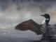 into the mist | Wallhanging by Luke Raffin | Artists for Conservation